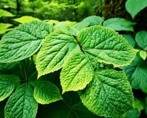 are hydrangea trees susceptible to diseases