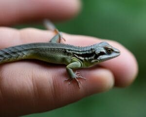 can lizards carry diseases